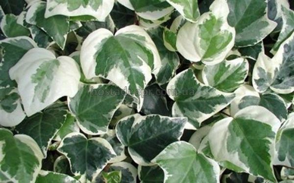 Hedera algeriensis "Gloire de Marengo" 102 фото