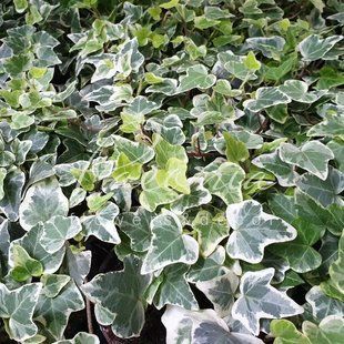 Hedera helix 'Glacier'  100 фото
