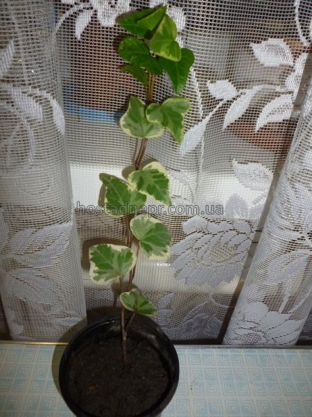 Hedera helix 'Glacier'  100 фото