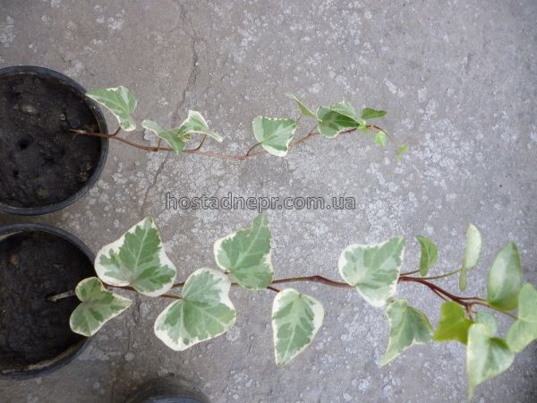 Hedera helix 'Glacier'  100 фото