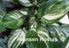 Хоста William Lachman ( Streaked) 379 фото 2