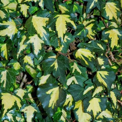 Hedera helix 'Gold Heart' 99 фото