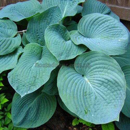 Hosta Зибольда sieboldiana Elegans 283 фото