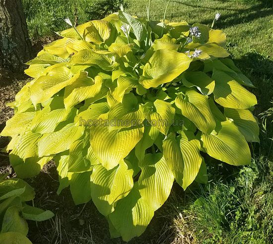 Hosta ' Gold Sagae ' 293 фото