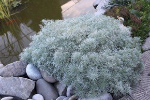 Полынь Шмидта Nana 275 фото