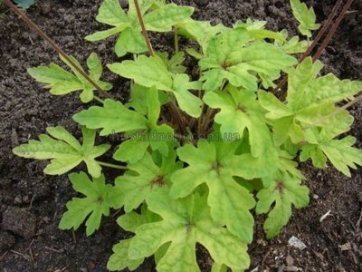 Tiarella Starburst 162 фото