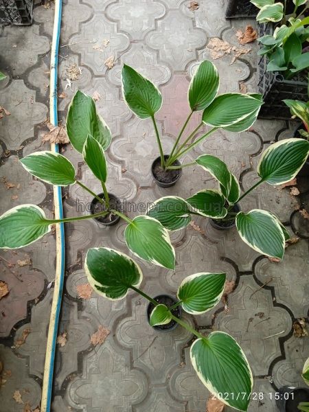 Hosta 'Carol'  156 фото