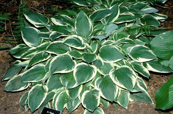 Hosta 'Carol'  156 фото