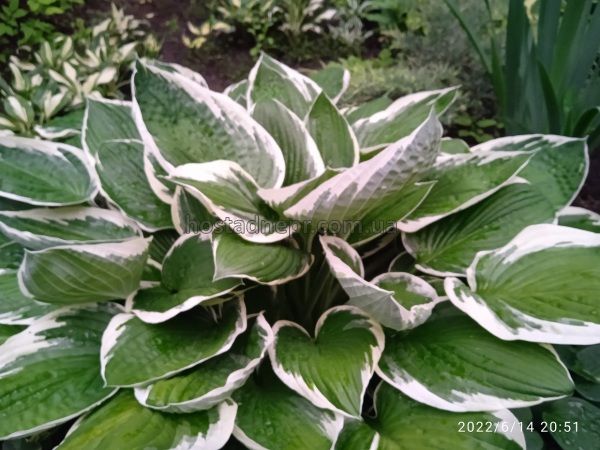 Hosta 'Carol'  156 фото