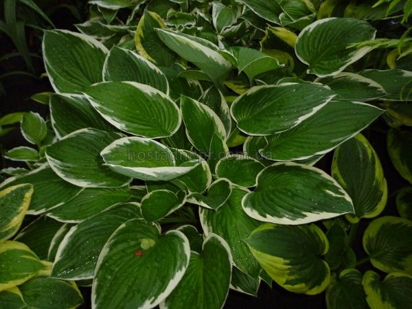 Hosta 'Carol'  156 фото