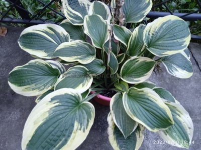 Hosta "Mama Mia" 139 фото