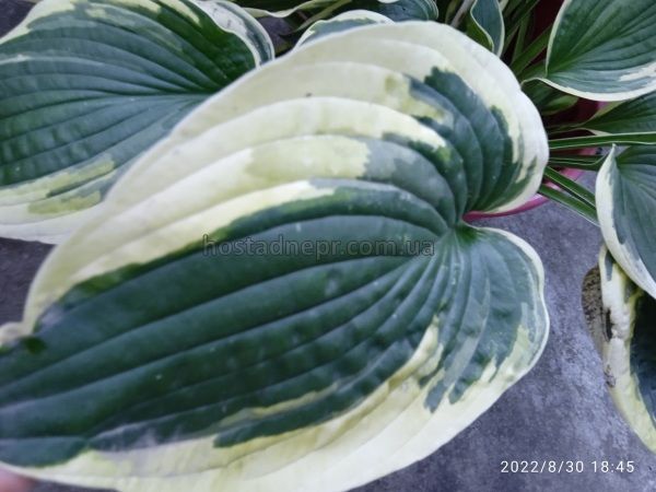 Hosta "Mama Mia"  139 фото