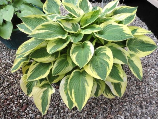 Hosta "Mama Mia" 139 фото