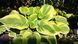 Hosta "Mama Mia" 139 фото 1