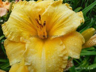 Лилейник Билл Норрис (Hemerocallis Bill Norris) 364 фото