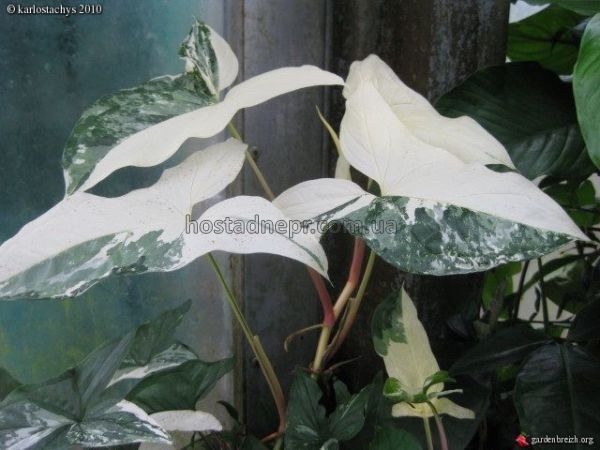 Сингониум Emerald Gem Variegated 310 фото