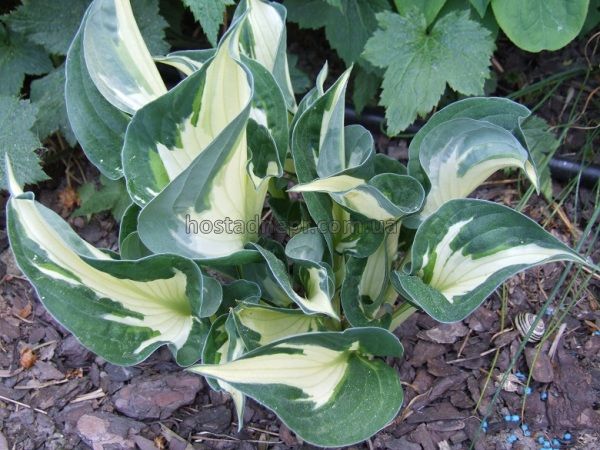 Hosta Colored Hulk 233 фото