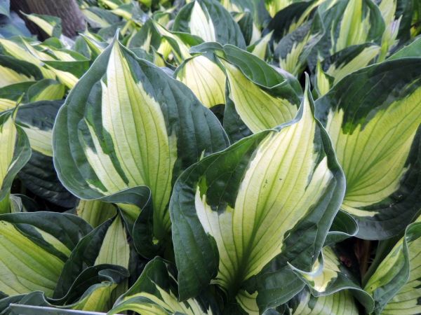 Hosta Colored Hulk 233 фото