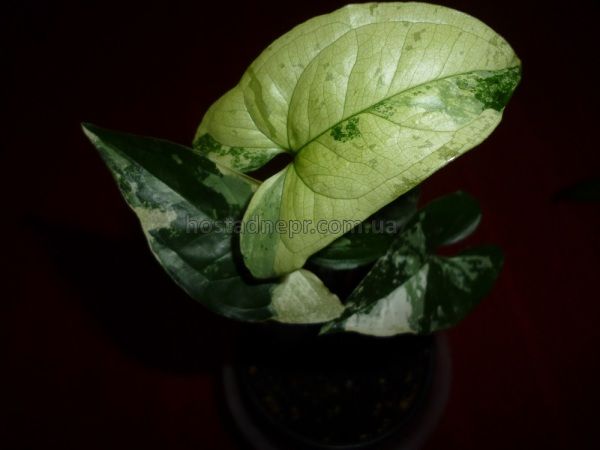 Сингониум Emerald Gem Variegated 310 фото