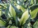 Hosta Colored Hulk 233 фото 2