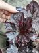 Гейхера Midnight Rose 446 фото 2