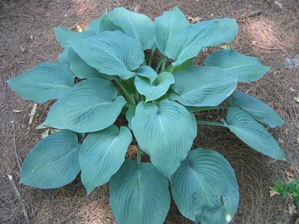 Hosta hybrida 'Blue Angel'  137 фото