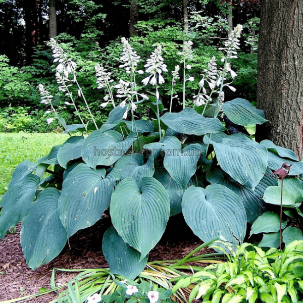 Hosta hybrida 'Blue Angel'  137 фото