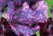 Гейхера Midnight Rose 446 фото 1