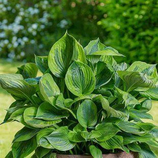 Хоста Green Patriot 495 фото