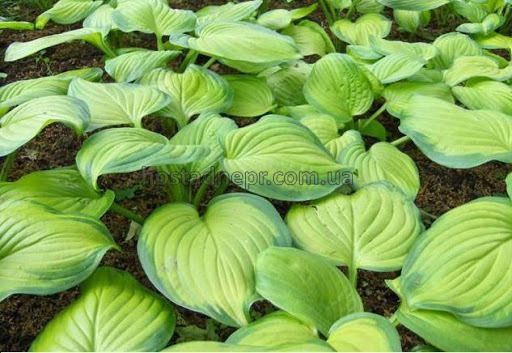 Hosta hybride Guacamole 25 фото