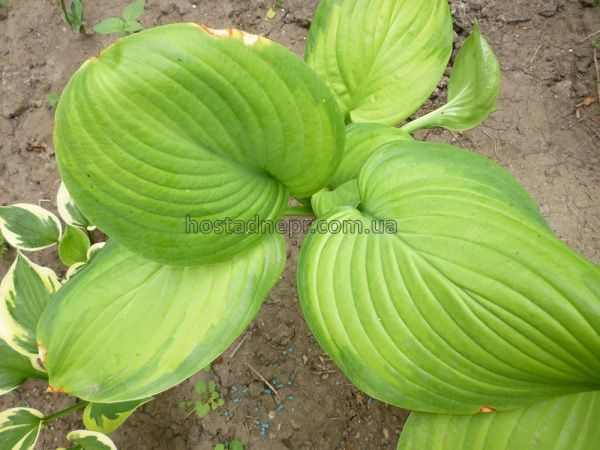 Hosta hybride Guacamole 25 фото