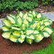 Hosta Popcorn 204 фото 1