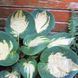 Hosta Popcorn 204 фото 2