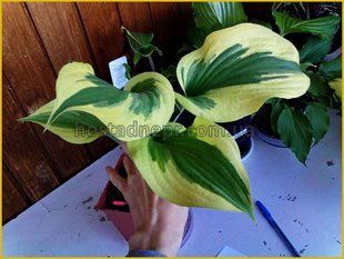 Hosta Silk Road 296 фото