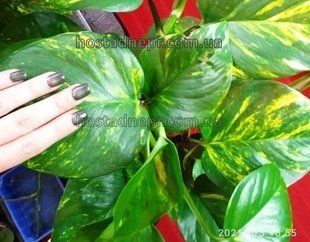 Epipremnum aureum Golden Pothos 395 фото