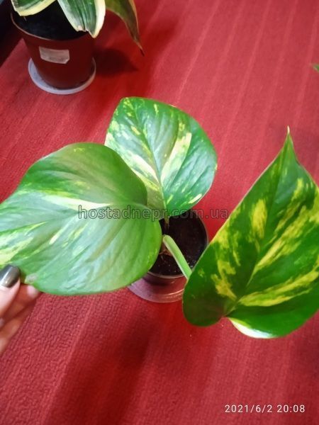 Эпипремнум aureum Golden Pothos 259 фото