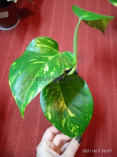 Эпипремнум aureum Golden Pothos 259 фото