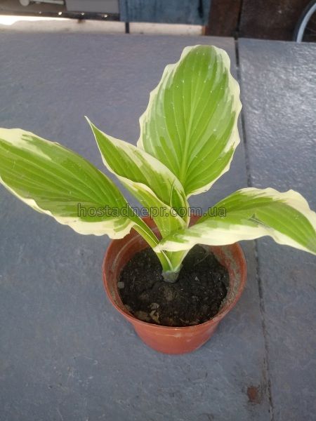 Hosta undulata Albomarginata 1 фото