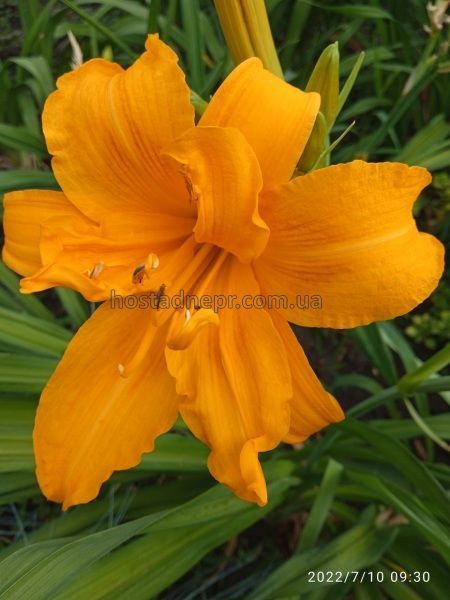Лілейник ТРИ ТАЙЕРС (Hemerocallis Three Tiers) (1 корінь) 159 фото