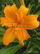 Лілейник ТРИ ТАЙЕРС (Hemerocallis Three Tiers) (1 корінь) 159 фото 1
