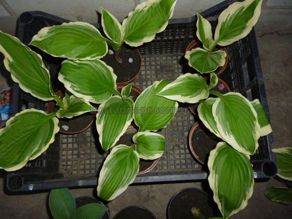 Hosta undulata Albomarginata 1 фото