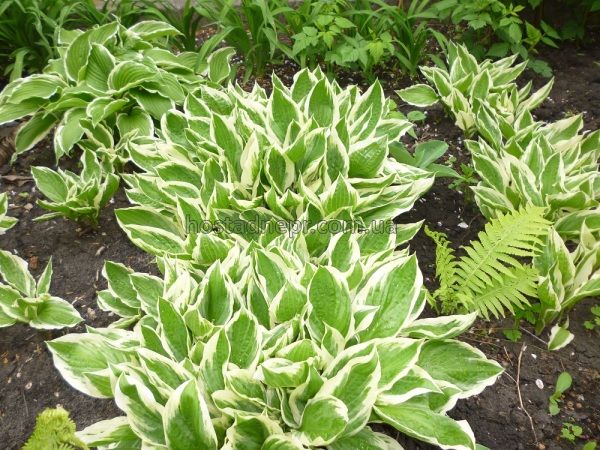 Hosta undulata Albomarginata 1 фото