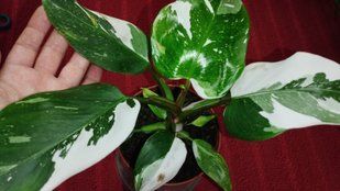 Philodendron White Princess  Marble / філодендрон "Біла Принцеса" 316 фото