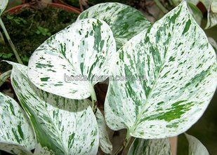 Епіпремнум Marble Queen 423 фото