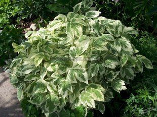 Сныть обыкновенная Вариегата (Aegopodium podagraria Variegatum) 19 фото