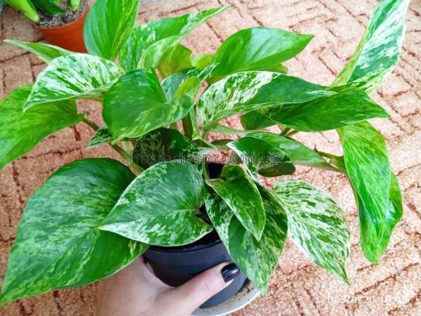 Епіпремнум Marble Queen 423 фото