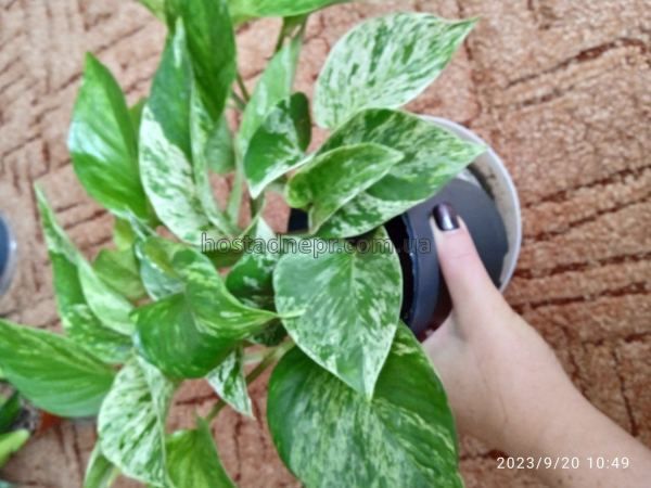 Епіпремнум Marble Queen 423 фото