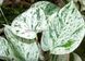 Епіпремнум Marble Queen 423 фото 1