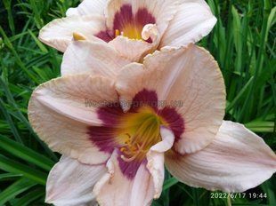 Лілейники Violet Explosion (1 корінь) 170 фото