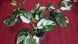 Philodendron WHITE WIZARD  Marble 426 фото 1
